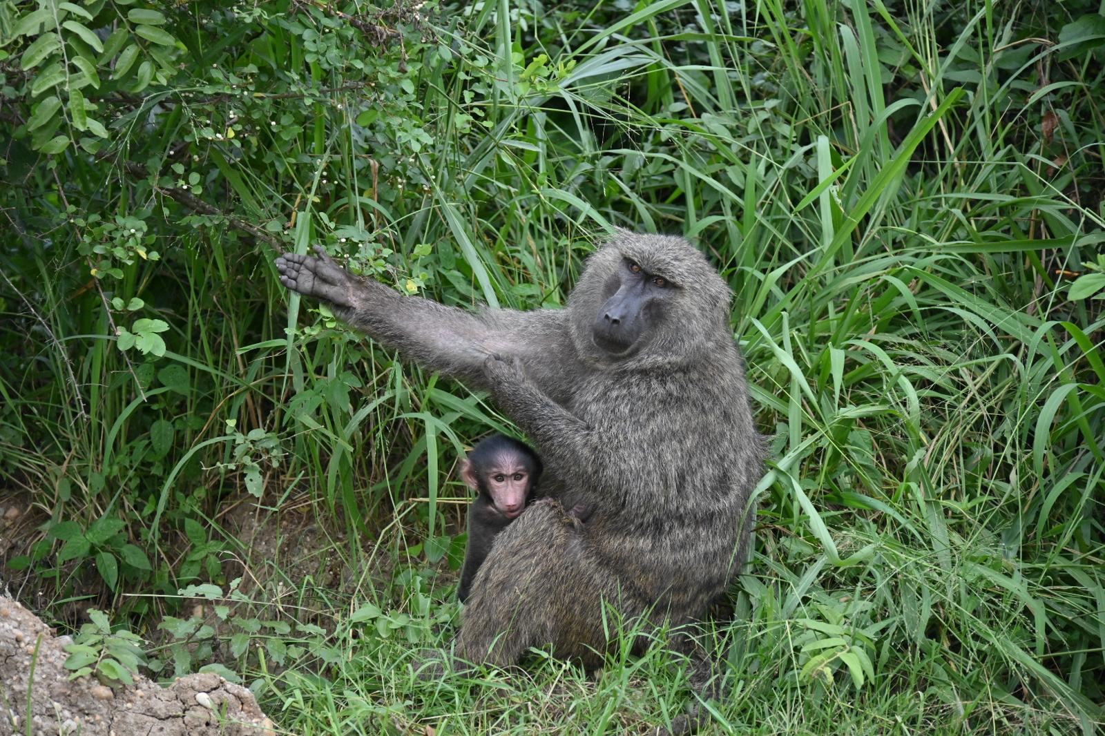 Gorilla Family